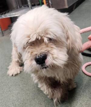 SQUALUS -  Mixed Breed Dog for Adoption in Santa Fe, New Mexico - SQUALUS | PetCurious