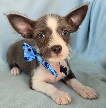 Rescue Wirehaired Terrier and Chihuahua Dogs for Adoption in Grand Prairie, Texas - AUSTIN | PetCurious