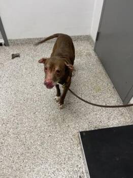 Pit Bull Terrier and Mixed Breed Dogs Available for Adoption - Luna | PetCurious