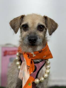 Octavia-One of our Amazing Rescue Dogs -  Border Terrier and Mixed Breed Dog for Adoption in Carlsbad, California - Octavia-One Of Our Amazing Rescue Dogs | PetCurious