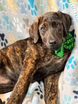 Rescue Hound Dogs for Adoption in Enterprise, Alabama - Franklin | PetCurious