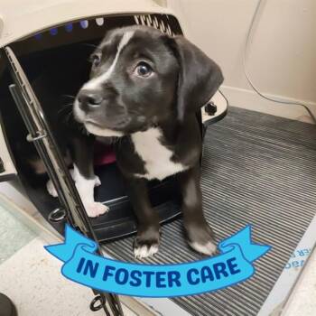 American Staffordshire Terrier and Mixed Breed Dogs Available for Adoption - ROLY-POLY | PetCurious