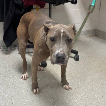 Pit Bull Terrier Dogs Available for Adoption - Chrissy | PetCurious