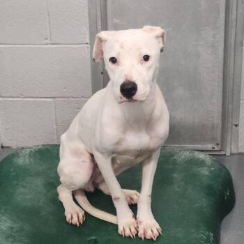 Jackie -  American Staffordshire Terrier Dog for Adoption in Kingman, Arizona - Jackie | PetCurious
