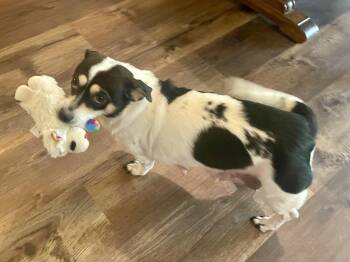 Rat Terrier and Chihuahua Dogs Available for Adoption - Cardi-mom In Texarkana TX | PetCurious