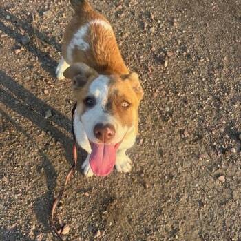 Rescue Mixed Breed Dogs for Adoption in Sioux Falls, South Dakota - Aspen | PetCurious