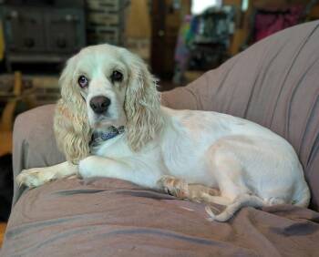Gracie -  Cocker Spaniel Dog for Adoption in Sequatchie, Tennessee - Gracie | PetCurious