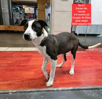 Rescue Pointer Dogs for Adoption in Oviedo, Florida - Revert | PetCurious