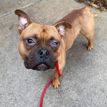 Pit Bull Terrier Dogs Available for Adoption in Northbrook, Illinois - Jake Malloy | PetCurious