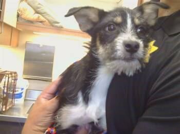 MINDY MOO -  Border Terrier Dog for Adoption in Sacramento, California - MINDY MOO | PetCurious