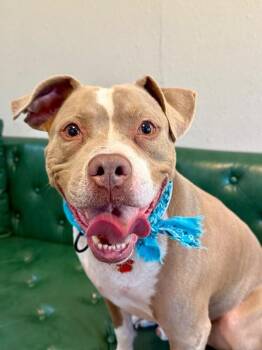 Atari Oliver -  Pit Bull Terrier Dog for Adoption in Friendswood, Texas - Atari Oliver | PetCurious