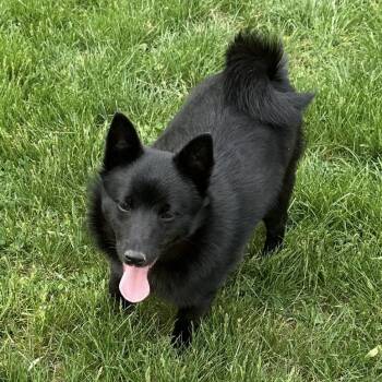 Schipperke Dogs Available for Adoption in Franklin Township, New Jersey - Poe | PetCurious