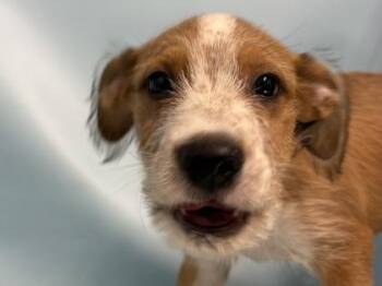 Proton -  Coonhound and Mixed Breed Dog for Adoption in Golden Valley, Minnesota - Proton | PetCurious