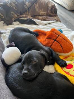 Border Terrier and Corgi Dogs Available for Adoption - Leap Frog | PetCurious