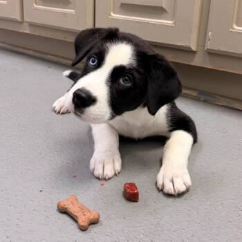 Watermelon -  Collie and Labrador Retriever Dog for Adoption in Buffalo, Minnesota - Watermelon | PetCurious