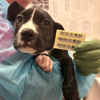 Ayrshire -  Mixed Breed Dog for Adoption in Charleston, West Virginia - Ayrshire | PetCurious