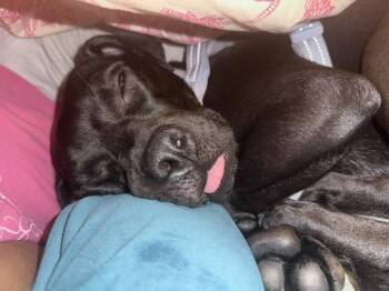 Trina -  Mixed Breed Dog for Adoption - Trina | PetCurious