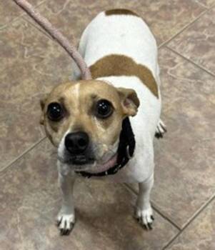Tikki -  Jack Russell Terrier Dog for Adoption in Littleton, Colorado - Tikki | PetCurious