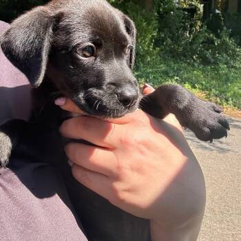 Pierce -  Retriever and Mixed Breed Dog for Adoption in Montgomery, Alabama - Pierce | PetCurious