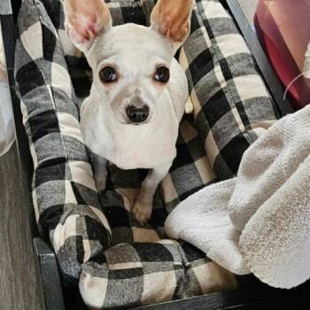 Chihuahua Dogs Available for Adoption - Margarita | PetCurious