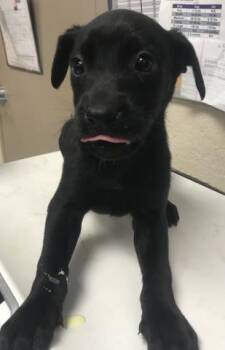 Border Collie and Labrador Retriever Dogs Available for Adoption in Conroe, Texas - KAYDENCE | PetCurious
