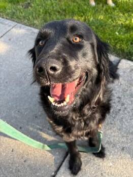 Flat Coated Retriever and Golden Retriever Dogs Available for Adoption in Orland Park, Illinois - Shady | PetCurious