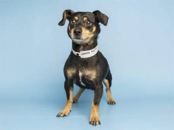 GEORGE -  Dachshund and Chihuahua Dog for Adoption in Phoenix, Arizona - GEORGE | PetCurious