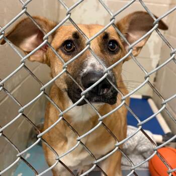 Avril Lavigne -  Mixed Breed Dog for Adoption in Charleston, West Virginia - Avril Lavigne | PetCurious