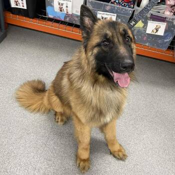 German Shepherd Dog and Great Pyrenees Dogs Available for Adoption - Moose RB D10559 | PetCurious