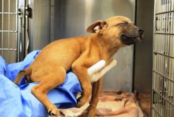 Lisa -  Black Mouth Cur and Mixed Breed Dog for Adoption in Picayune, Mississippi - Lisa | PetCurious