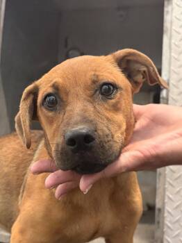 26-337 -  Labrador Retriever Dog for Adoption in Tarboro, North Carolina - 26-337 | PetCurious