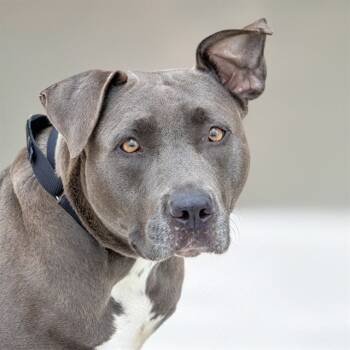Rescue Pit Bull Terrier and Mixed Breed Dogs for Adoption in St. Louis, Missouri - EIGHTEEN | PetCurious