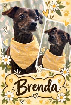 brenda -  Spaniel and Chihuahua Dog for Adoption in Rensselaer, Indiana - Brenda | PetCurious