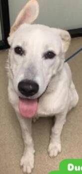 Labrador Retriever and Shepherd Dogs Available for Adoption in Dallas, Texas - Duke Dude NKA Doug | PetCurious