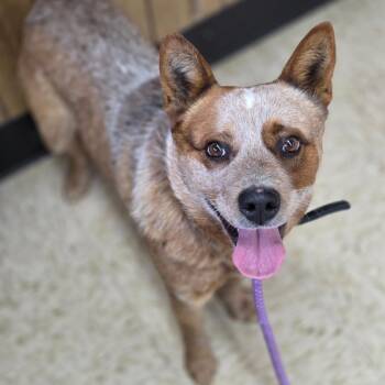 Cattle Dog Dogs Available for Adoption - Chili | PetCurious
