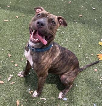 Mercy -  Mixed Breed and Pit Bull Terrier Dog for Adoption in Austin, Texas - Mercy | PetCurious