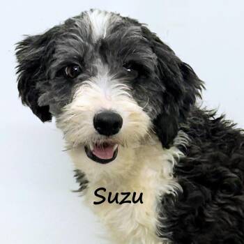 Suzu -  Chinese Crested Dog Dog for Adoption in Aurora, Nebraska - Suzu | PetCurious