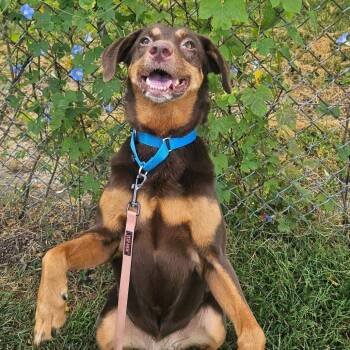 Cacao -  Labrador Retriever and Hound Dog for Adoption in Champaign, Illinois - Cacao | PetCurious