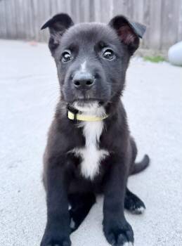Statler -  Labrador Retriever Dog for Adoption in Hillside, Illinois - Statler | PetCurious