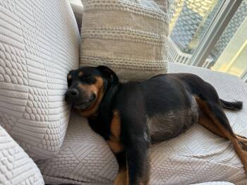 Kala -  Mixed Breed Dog for Adoption in Ajax, Ontario - Kala | PetCurious