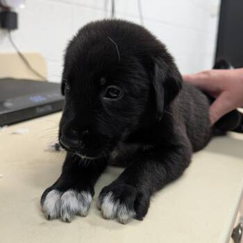 Lucas -  Great Pyrenees and Black Labrador Retriever Dog for Adoption in Ardmore, Oklahoma - Lucas | PetCurious