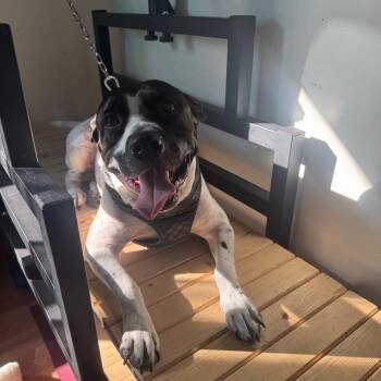 Pit Bull Terrier and Mixed Breed Dogs Available for Adoption in Watertown, New York - L-49-25 Freddy | PetCurious