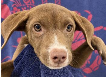 Cobb -  Labrador Retriever Dog for Adoption in Copiague, New York - Cobb | PetCurious