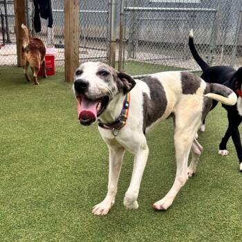 Doofy -  Great Dane and Mixed Breed Dog for Adoption in Parkersburg, West Virginia - Doofy | PetCurious