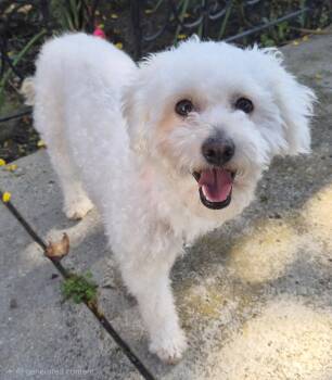 Cici -  Poodle and Bichon Frise Dog for Adoption in Los Angeles, California - Cici | PetCurious