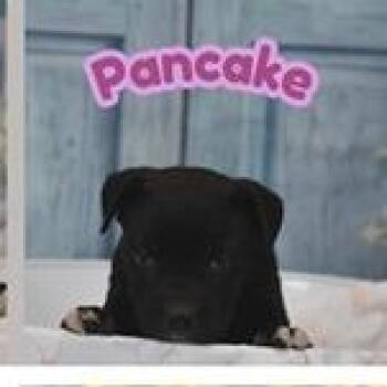 Terrier Dogs Available for Adoption in Clearwater, Florida - Pancake | PetCurious