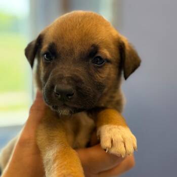 Hound and Pit Bull Terrier Dogs Available for Adoption in Madisonville, Tennessee - Parley | PetCurious