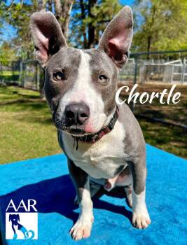 Pit Bull Terrier Dogs Available for Adoption in Magnolia, Texas - Chortle | PetCurious