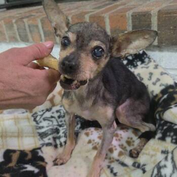 Angel -  Chihuahua Dog for Adoption in Kirksville, Missouri - Angel | PetCurious