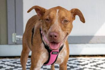 Freckles -  Cattle Dog and Terrier Dog for Adoption in Savage, Minnesota - Freckles | PetCurious